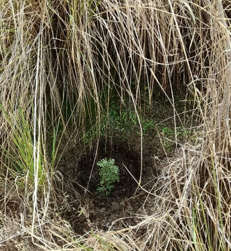plantacion de queñuales