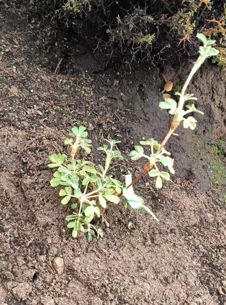 plantacion de queñuales