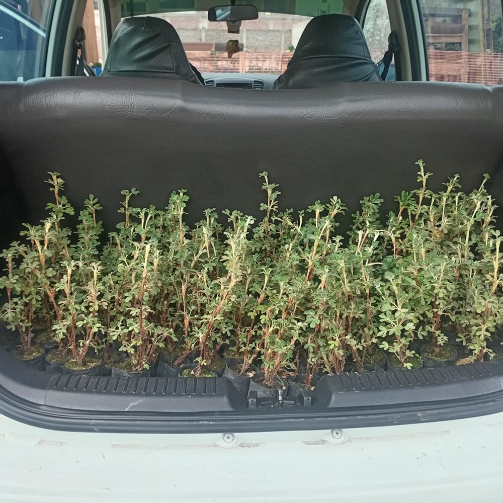 plantacion de queñuales