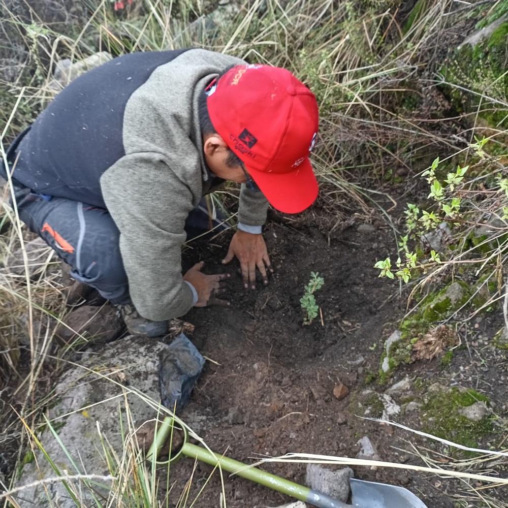 plantacion de queñuales