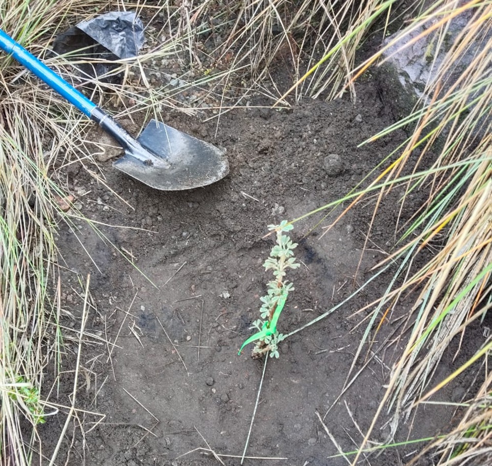plantacion de queñuales